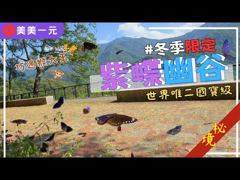 【2023台灣高雄】六龜寶來泡湯遊！冬季限定世界唯二、米其林3星的紫蝶幽谷！百萬隻紫斑蝶齊飛的壯觀場面？！「美肌之湯」的寶來溫泉！巧遇猴幫聚會動彈不得！超好吃的梅子雞、小米愛玉～｜美美一元Taiwan