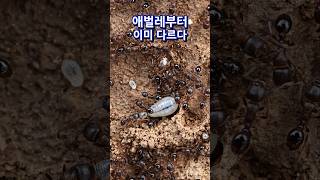 일개미가 아니다! 여왕개미가 되기 위한 애벌레의 운명 "Not a Worker! A Larva Destined to Become a Queen Ant"