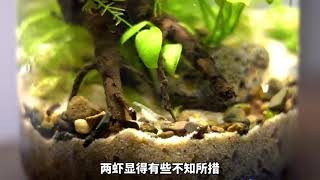 #生态缸 #鱼缸里的大自然 #微观世界