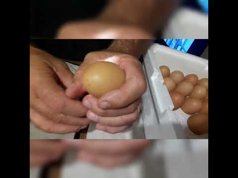 Incubating  eggs.