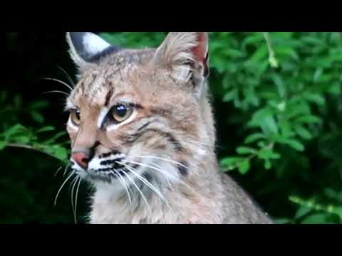 Bobcat at River Legacy Arlington TX