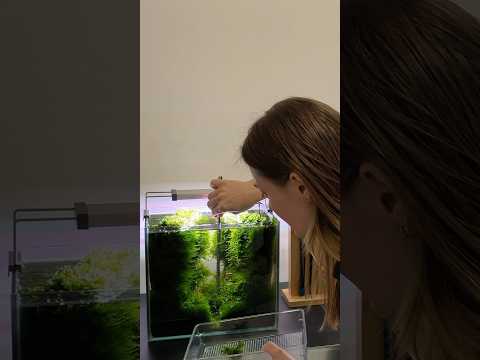 ↖️ Moss shrimp tank #aquascape #aquarium #aquascaping #plantedtank #plantedaquarium #fishtank #fish
