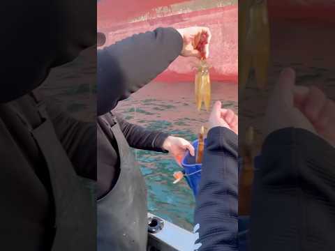 Squid Fishing!!