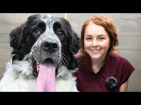 The Happiest, Goofiest, And Floofiest Dog Ever 😍