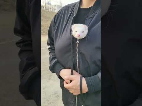 아빠 품이 좋은 족제비 #shorts #ferret