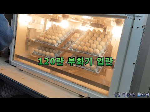 120란 부화기 입란