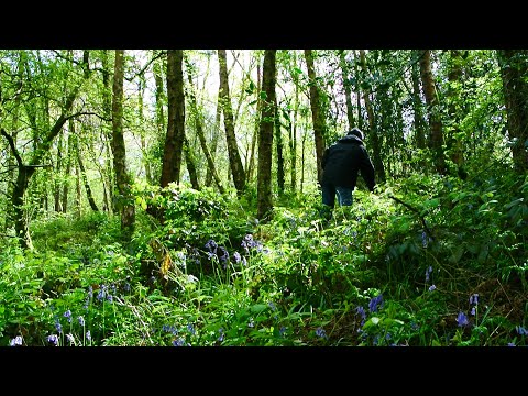 Foraging for wild plants in the UK - a Japanese perspective.