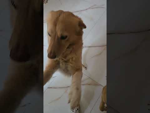 #snowy #indianspitzdog #cutebaby #funny #dogowner #varanasi #followformore #love