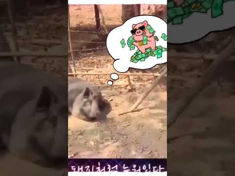 라오스 몽족의 흑돼지는 오수中...