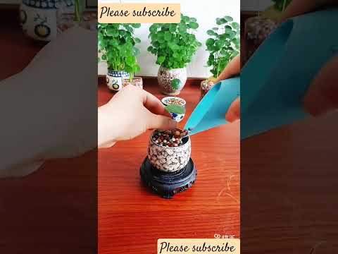 New model indoor plants setup 2025 #shorts #short#aashortaday#indoor#water#plants