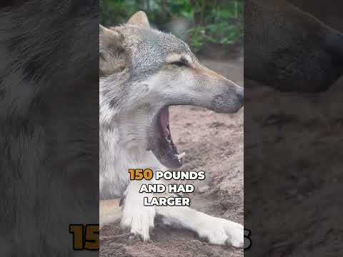 The Extinction of Dire Wolves: Unraveling the Mystery #science #direwolves #animalhistory