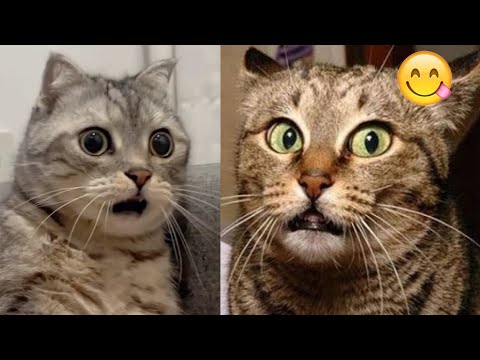 You Laugh You Lose😜 New Funny Cats Video 😹 Funniest Dogs and Cats 2025😼🐶part33