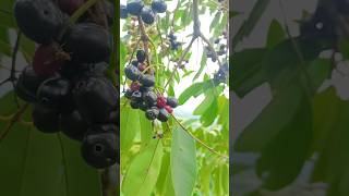 daily life fun #highlights #nature  #viralvideo2025