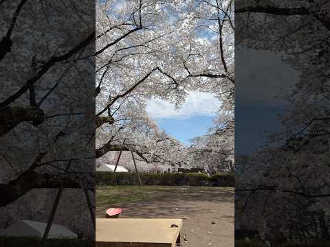 2025青森弘前公園櫻花