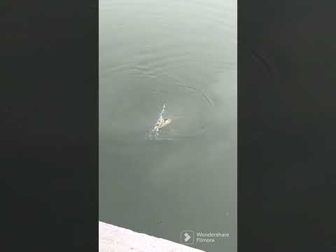 katal at savar #fishing #fishingtips #fishingvideo #