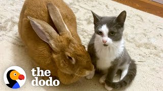 Rescued Bunny Turns Into The Best Foster Mom | The Dodo