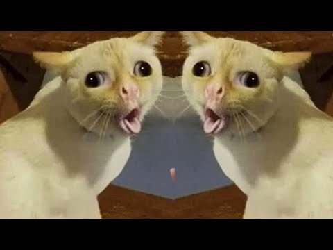 FUNNY MOMENTS OF CUTE CATS😽🤣🤣|FUNNY ANIMAL MOMENTS #cat #funny #comedy #funnycat #cats part12