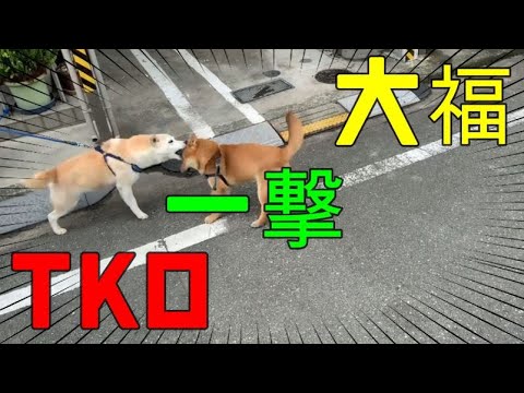 【柴犬】大福1秒TKO