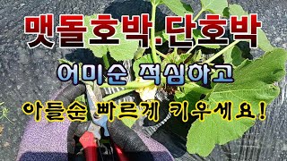 [텃밭농부 238]  맷돌호박. 단호박의 어미순을 적심하고 아들순 받을 준비하는 방법 #단호박재배 #맷돌호박재배