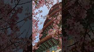 春天櫻花壓軸 吉野櫻爆發