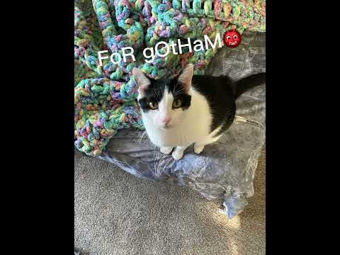 Otto is Batman!