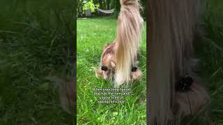 10/10 recommend for all long haired dog owners👌🏻 #longhaireddachshund #dogsoftiktok #dogtok