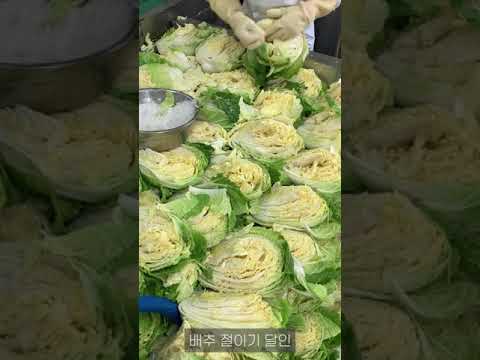 40년차 김치 공장 김장 배추 절이기 달인 #SHORTS
