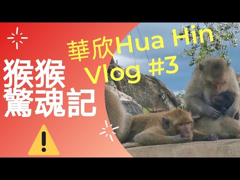［泰國Vlog］華欣#3 猴山驚魂 好吃的歐式麵包早餐 加碼影片| Hua Hin Vlog 3 Beware of Monkeys 🙊