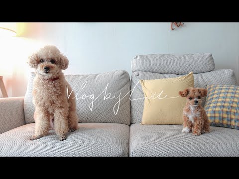eng Vlog)  5개월 말티푸 라떼, 6kg 푸들친구 코코 만난 날의 브이로그