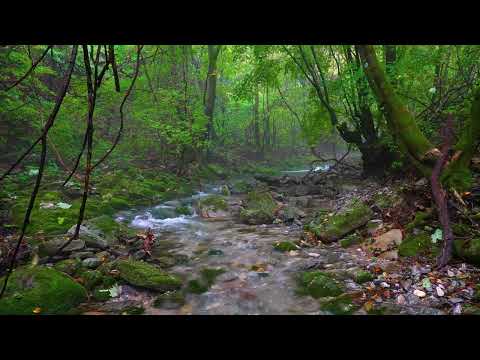 Foggy Morning Forest Atmosphere, Water Flowing, Birds Chirping