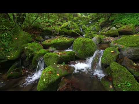 Magical Forest Sounds, Relaxing Stream Sounds, Birds Chirping