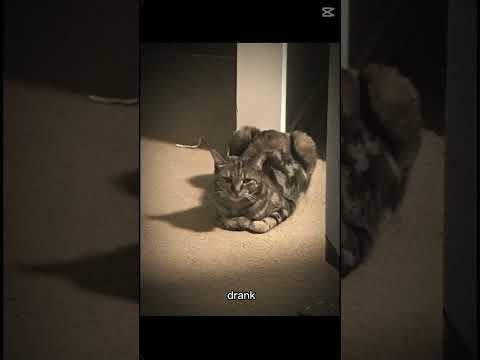 #funnymemes #funnypictures #therian #memes #cat #shimmy