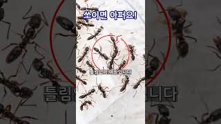 왕침개미 절대 만지지 마세요! 여왕개미와 일개미 구분법까지 - Ants that look like this, never touch them.