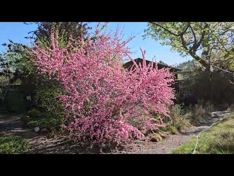 Montana Garden: May 7, 2025 blossoms