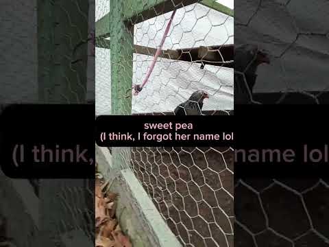 my pets #backyardchickens #chicken