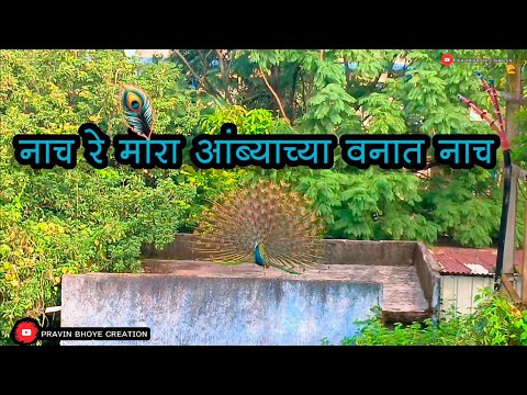 नाच रे मोरा आंब्याच्या वनात नाच| Nach re mora song| Nach re mora dj song| #peacock | viral video