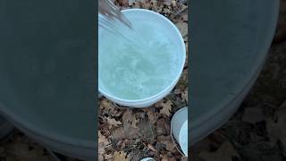 Maple Tapping: THE SAP BUCKET IS OVERFLOWING!😳👏😁     #maplesyrup #diy #homestead #wow #nature