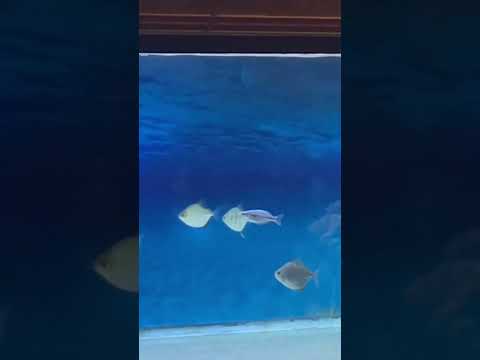 #aquariumhobby #fishaquarium #aquarium #fishtanklife #fish #stingray