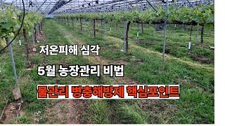 샤인머스켓 5월 농장관리 비법 병충해방제 물관리 핵심포인트#샤인머스켓 #포도농사 #결과지정리 #청금농장 #농업유튜브