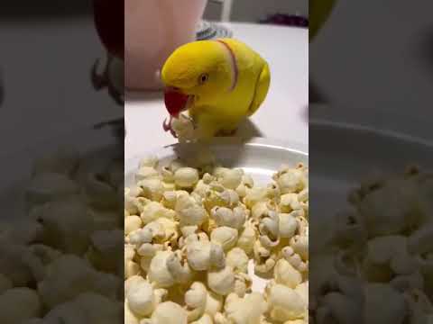#talkingparrot #ringnecktalking #parrots #peakingparrot