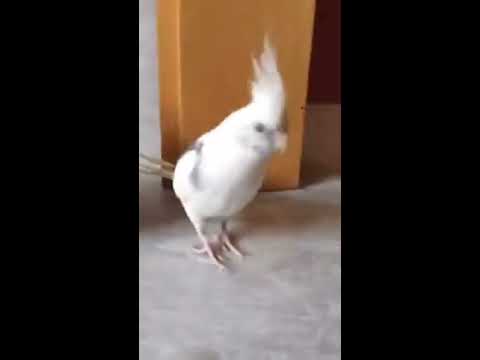 Cockatiels