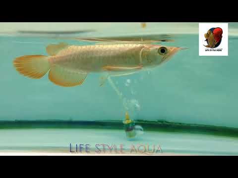 Indonesian Super Red Arowana – A Closer Look at the Aquatic Elegance! @lifestyleaqua #lifestyleaqua