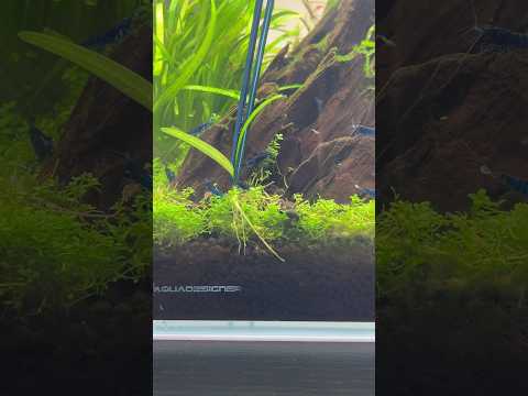 Sagittaria snip ✂️ #aquascape #aquarium #aquascaping #plantedaquarium #plantedtank #fishtank