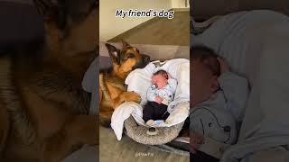 My friend's dog vs My dog#dog #dogsoftiktok #doglover #funny #funnyvideos #foryou #fypage #fypツ