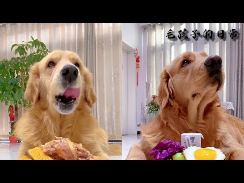【毛孩子的日常】嫡長狗也 #萌宠#可爱 #可爱到爆炸 #狗子#干饭 #干饭狗的日常 #干饭王 #funny #搞笑