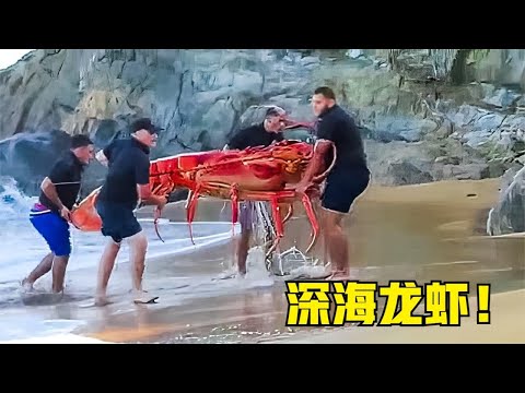 深海龙虾！这么大要清蒸还是红烧？15个被相机抓拍到的精彩画面