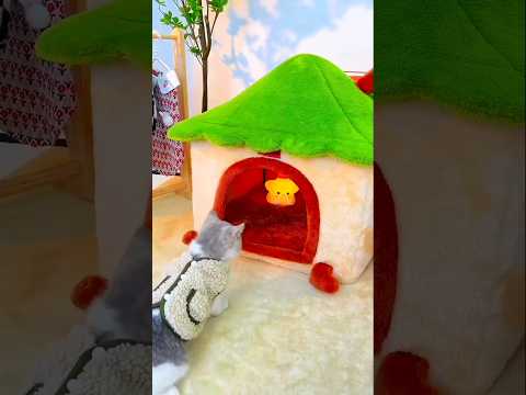 #Smart 🐱 Cat bed #yutubeshorts #catlover #watch at last 🥰🥰🥰