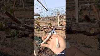 Spring pruning , grape farming .#smartfarming #farmingtips #gardeningtips