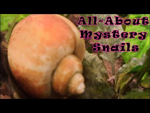 All-About Mystery Snails