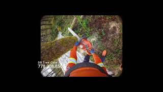 Falling hazardous ☢️ Big leaf Maple 🍁 in Mission BC